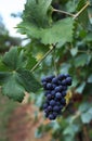 Grapes italian fields wine Royalty Free Stock Photo