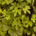 Grapes or ivy hedge. Close up shot. Green floral background or leaf texture Royalty Free Stock Photo