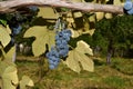 Grapes Izabella or Capsunica -Novaci Romania 99