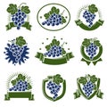 Grapes label and icons set. Collection icon grapes. Vector