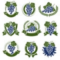 Grapes label and icons set. Collection icon grapes. Vector