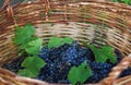 cut clusters of dark blue grapes in a large basket Royalty Free Stock Photo