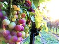 Grapes in the late evening sun in Slavonian vineyards