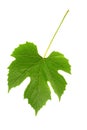 Grapes leaf Royalty Free Stock Photo
