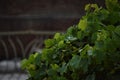 Grapes leafs under rain for background, selective focus, raining, nature