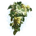 Grapes With Leaves