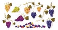 Grapes with leaves. Cartoon bunch of purple ripe red green yellow sweet fruit, bunch of fresh natural vineyard berries Royalty Free Stock Photo