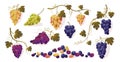 Grapes with leaves. Cartoon bunch of purple ripe red green yellow sweet fruit, bunch of fresh natural vineyard berries. Vector Royalty Free Stock Photo