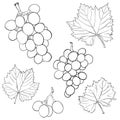 Grapes and leaves. A set of hand-drawn black-and-white elements. Isolated on a white background.Sketch. Outline drawing of berries Royalty Free Stock Photo