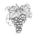 Grapes with leaves sketch engraving vector Royalty Free Stock Photo