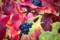 Grapes leaves in a sunny vineyard Royalty Free Stock Photo