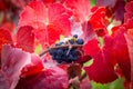 Grapes leaves in a sunny vineyard Royalty Free Stock Photo