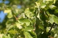 Grapes leaves in a sunny vineyard Royalty Free Stock Photo