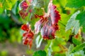 Grapes leaves in a sunny vineyard Royalty Free Stock Photo