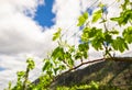 Grapes leaves in a vineyard. Vineyard background in summer. Beautiful sunny summer day Royalty Free Stock Photo