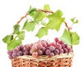 Grapes with leaves in wicker basket, Isolated on white Royalty Free Stock Photo
