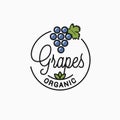 Grapes logo. Round linear logo of organic grapes