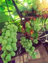Grapes is looking beautiful in Indian village Royalty Free Stock Photo