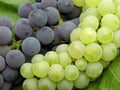 Grapes mixed Royalty Free Stock Photo