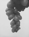 Grapes in monochrome Royalty Free Stock Photo