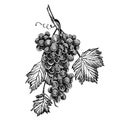 Grapes monochrome sketch. Hand drawn grape bunches. Isolated on white background. Hand drawn engraving style