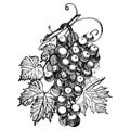 Grapes monochrome sketch. Hand drawn grape bunches. Isolated on white background. Hand drawn engraving style