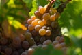 Grapes in morning sun Royalty Free Stock Photo