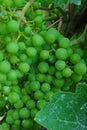 Grapes of the Moselle Valley Royalty Free Stock Photo