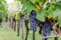 Grapes of Nebbiolo ready for the upcoming harvest, Piedmont, Italy