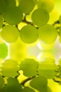 Grapes over water Royalty Free Stock Photo