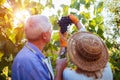 Grapes picking. Couple of farmers gather crop of grapes on ecological farm. Happy senior man and woman checking grapes Royalty Free Stock Photo