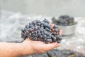 The grapes of pinonoir in the hand of the winemaker before processing