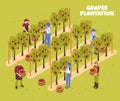 Grapes Plantation Isometric Illustration