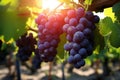 Grapes on the plantation shine under the enchanting glow of light