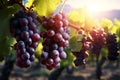 Grapes on the plantation shine under the enchanting glow of light