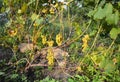 Grapes: Planting, Growing and Harvesting Grapevines. Fresh white grapes backyard harvest. Royalty Free Stock Photo