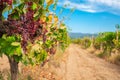 Grapes plants, growing, and harvesting grape vines and vineyard field in valley in the farmland