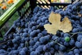 Grapes in a plastic box. Yellow leaf on the blue grapes background. Wine-making. Royalty Free Stock Photo