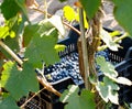 Vendemmia - grape harvest in a vineyard