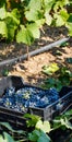 Vendemmia - grape harvest in a vineyard