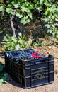 Vendemmia - grape harvest in a vineyard