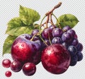 Grapes and Plum Illustration, Fresh Fruit Concept Royalty Free Stock Photo