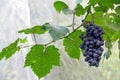 Grapes Royalty Free Stock Photo