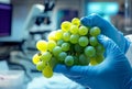 Gloved Hands Inspecting Grapes for Quality in Lab, generative ai Royalty Free Stock Photo
