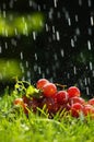 Grapes in the rain