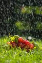 Grapes in the rain