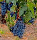 Grapes ready for harvest at Caprice Vineyards, Central Point, Oregon