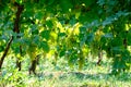 Grapes ready for harvest Royalty Free Stock Photo