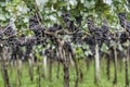 Grapes ready to be harvested for the next wine production Royalty Free Stock Photo