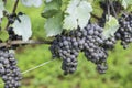 Grapes ready to be harvested for the next wine production Royalty Free Stock Photo